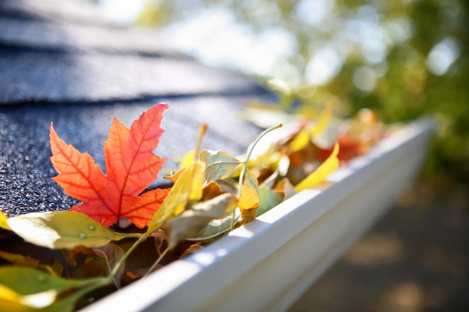 Leaves blocked in pvc guttering